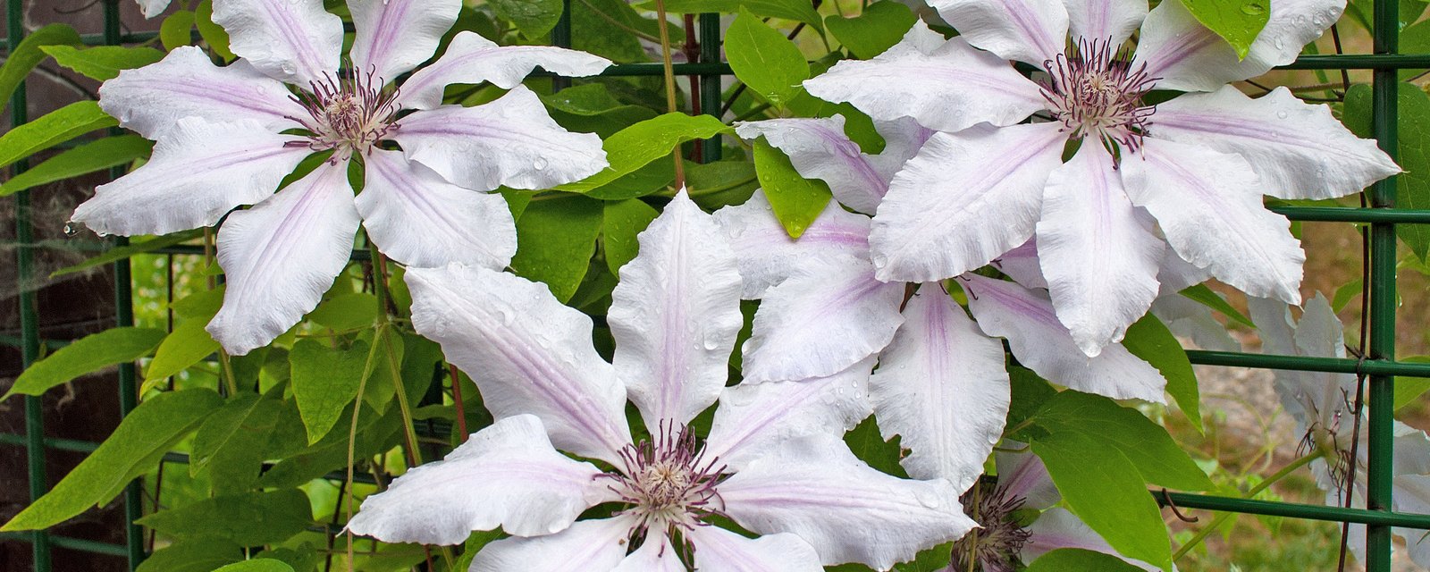 habiller un grillage