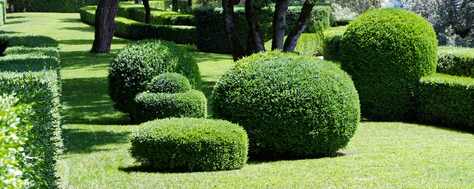 taille des arbustes