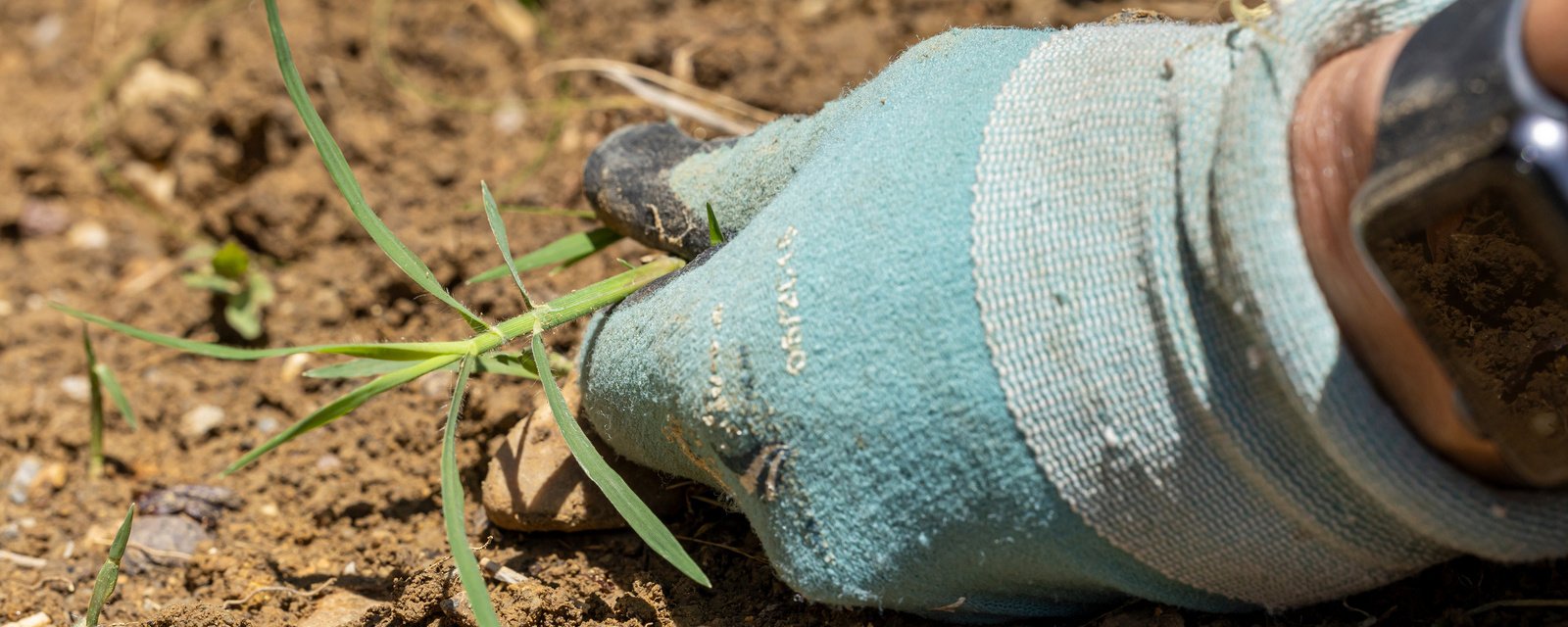 éliminer les mauvaises herbes