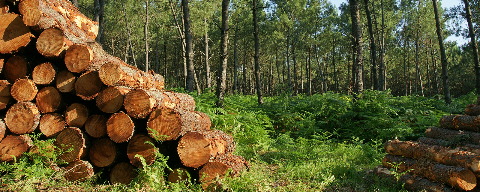 se chauffer avec du bois des vosges