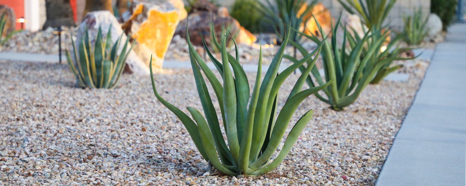 Jardin sec sans arrosage : guide des plantes, du sol et du design | Guide  Artisan