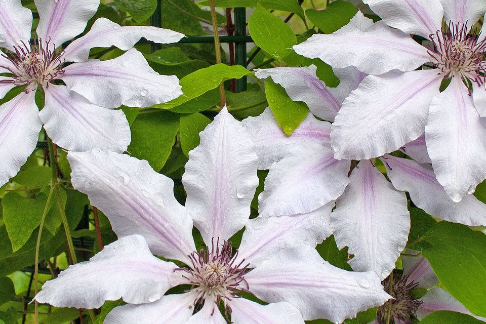 habiller un grillage