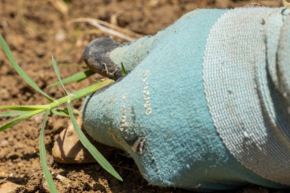 éliminer les mauvaises herbes