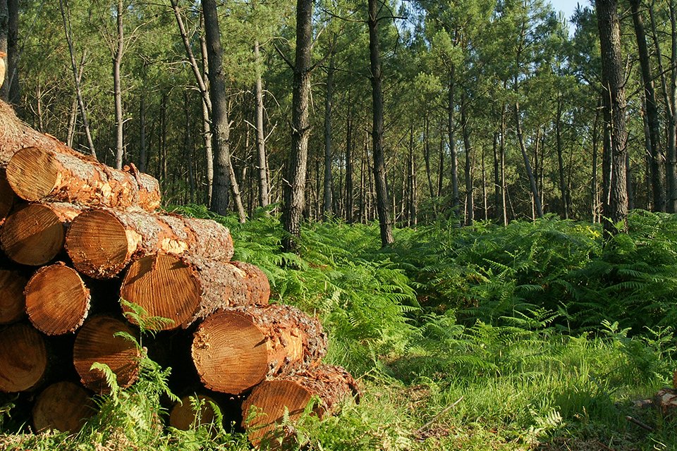 se chauffer avec du bois des vosges