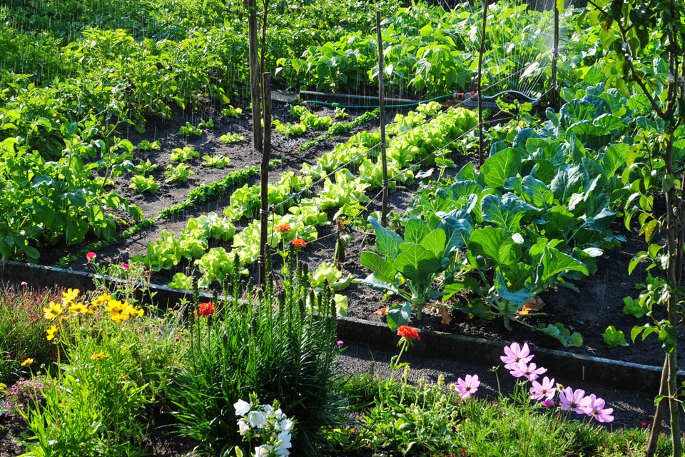 jardin potager