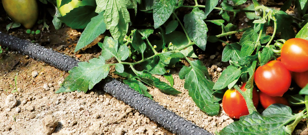 le système goutte à goutte de FITT